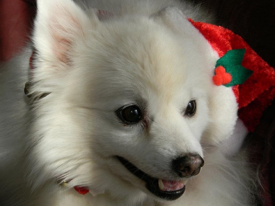 Santa Snowball