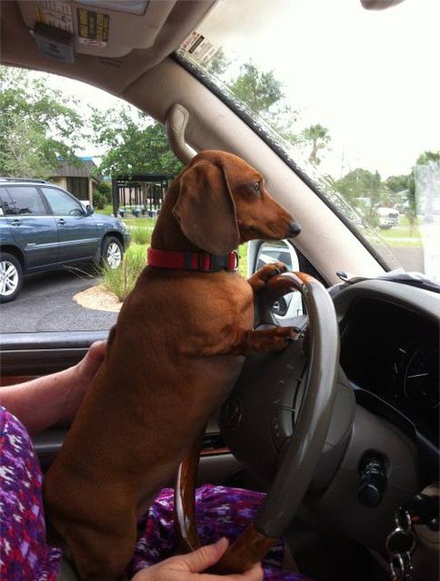 Mom Lets Trudy Drive The SUV