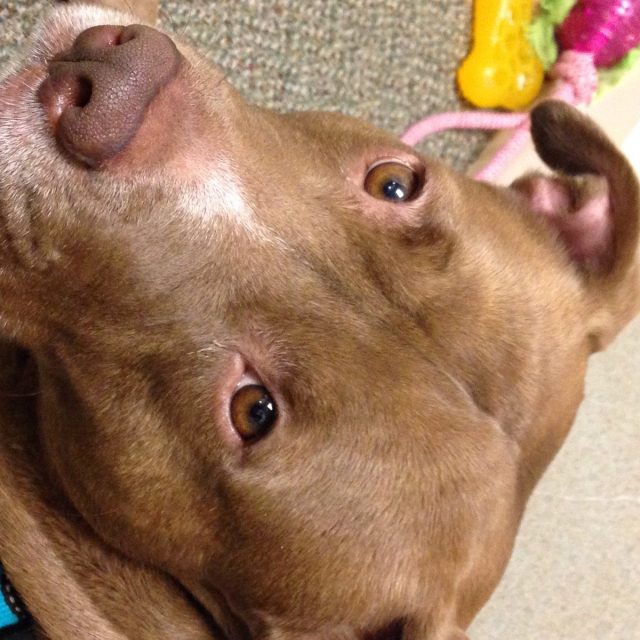 Copper's Close Up!