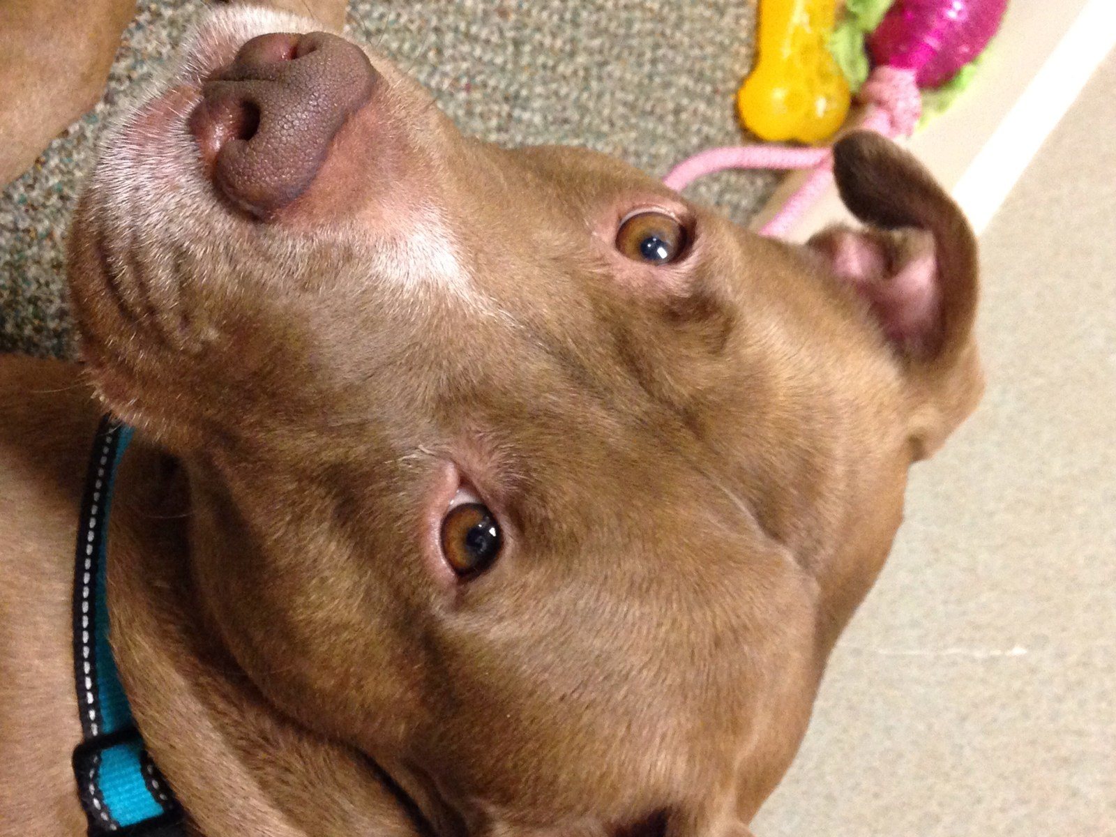 Copper's Close Up!