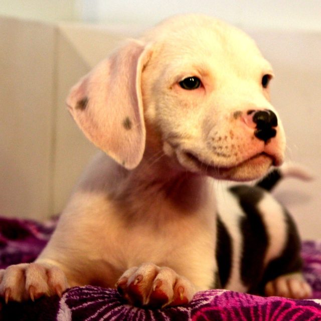 Puppy Smiles