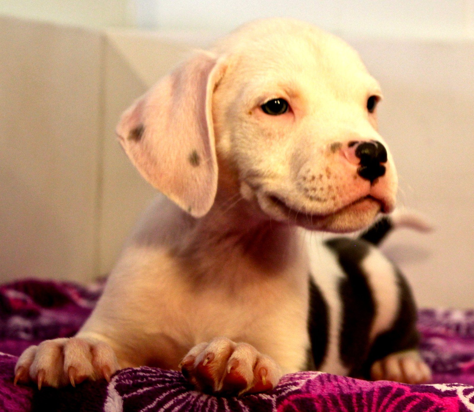 Puppy Smiles
