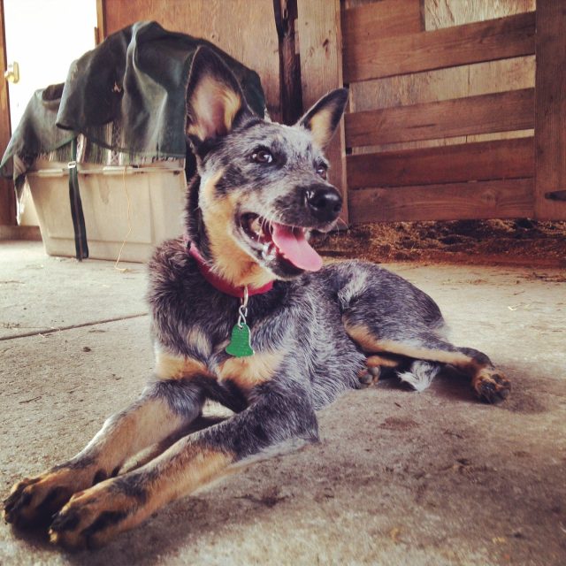 On The Job - Barn Manager