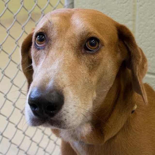 We Love Cheetah: He's Available For Adoption!