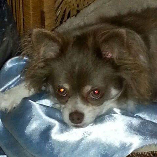 I'm A Handsome Boy My Name Is " Chico "