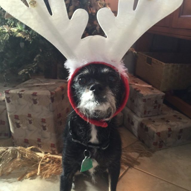 Roxy Reindeer