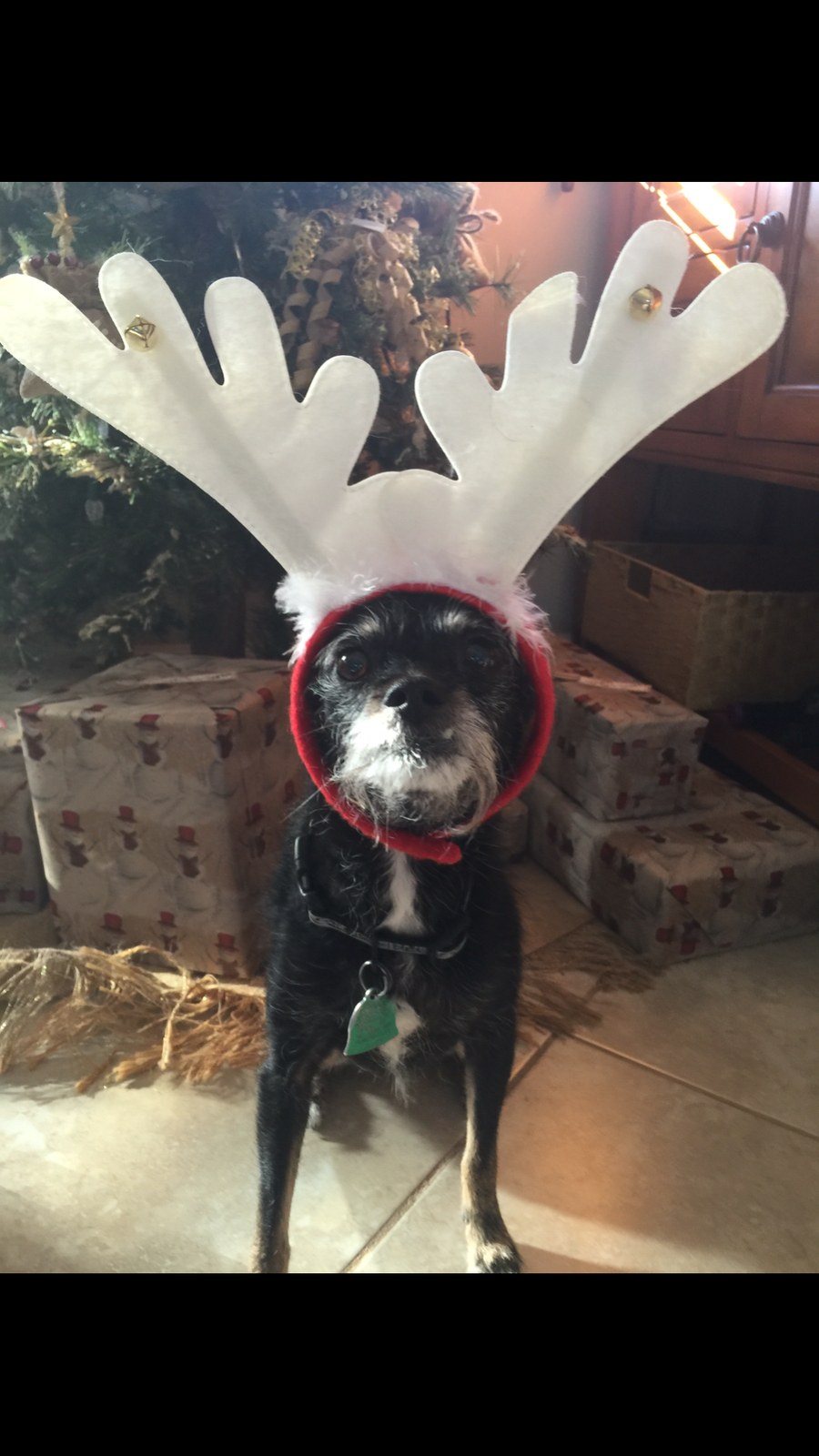 Roxy Reindeer