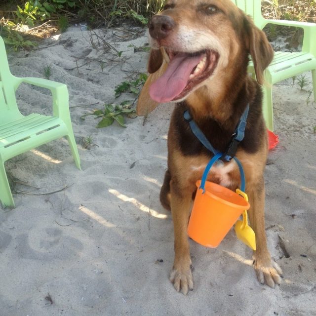 Time To Look For Shells