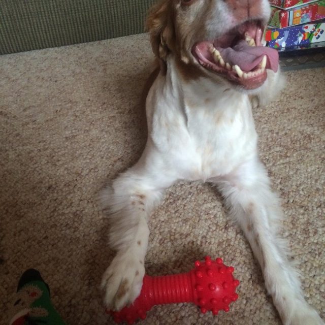 Roxy Loves Her Toy!