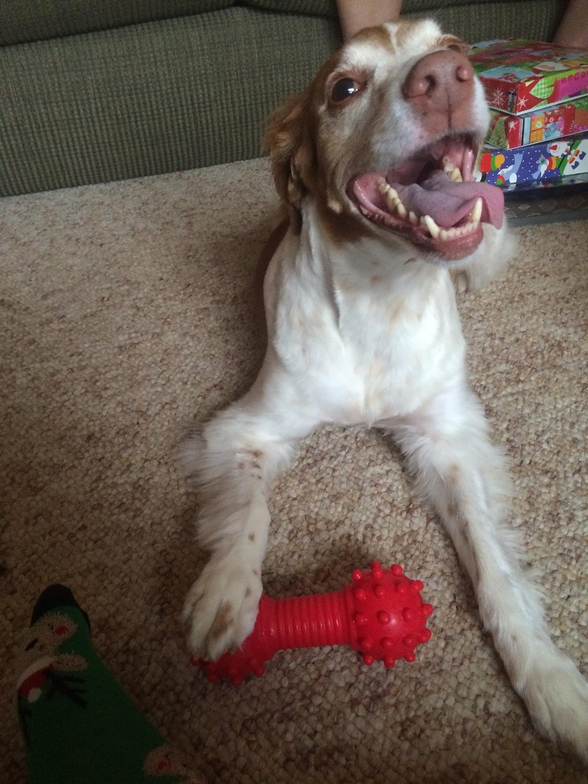 Roxy Loves Her Toy!