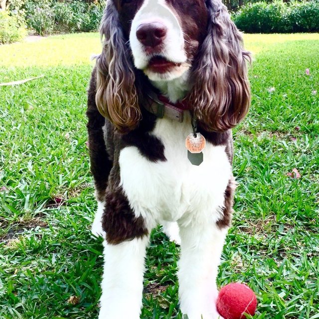 Duchess With Her Ball