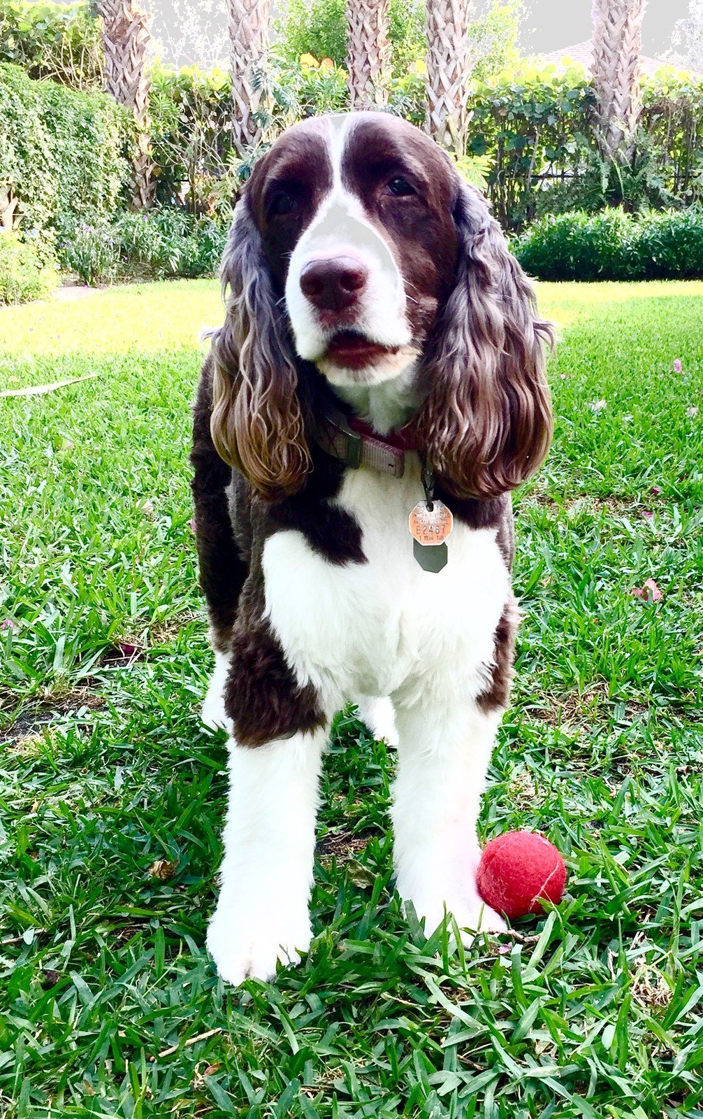 Duchess With Her Ball