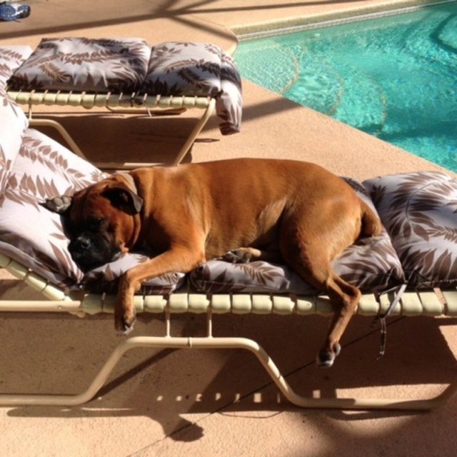 Dog Days Of Summer