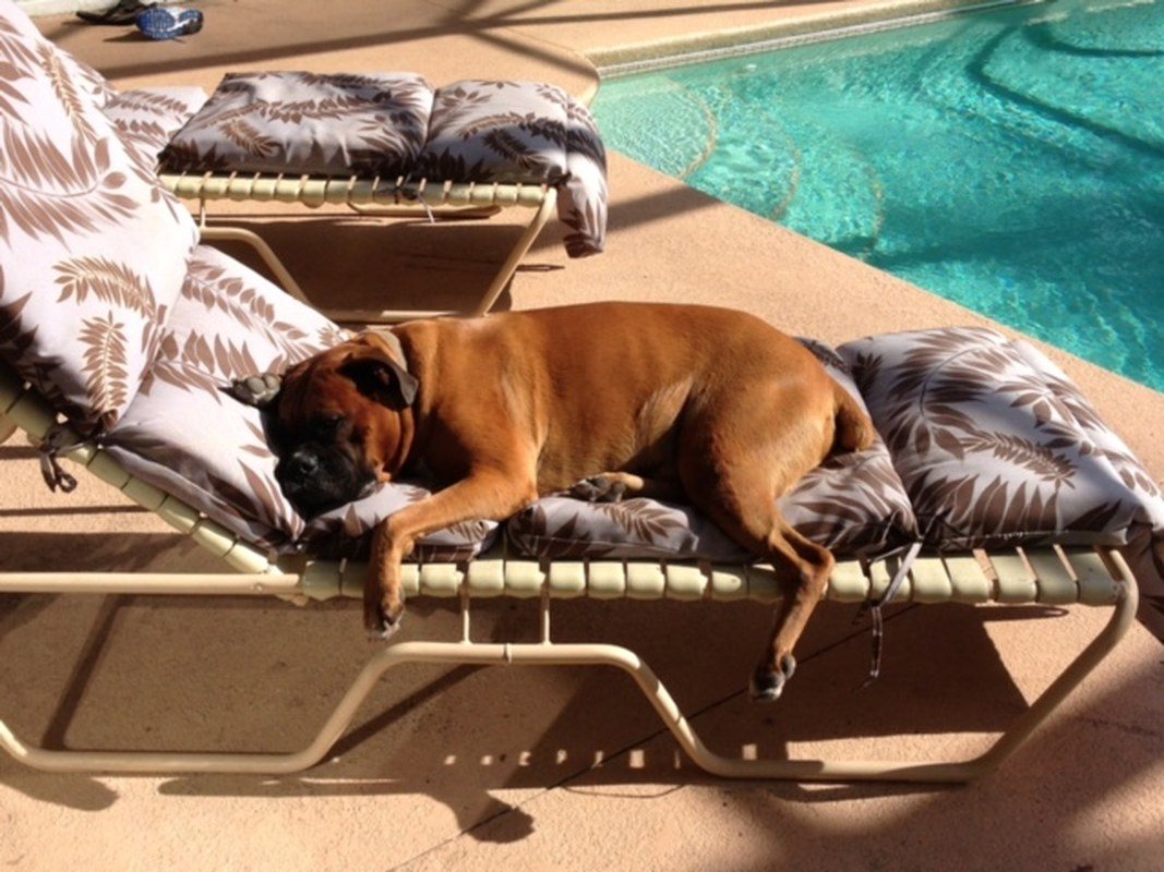 Dog Days Of Summer