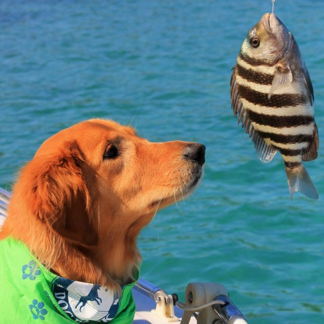 Ms. Murphy And The Sheepshead