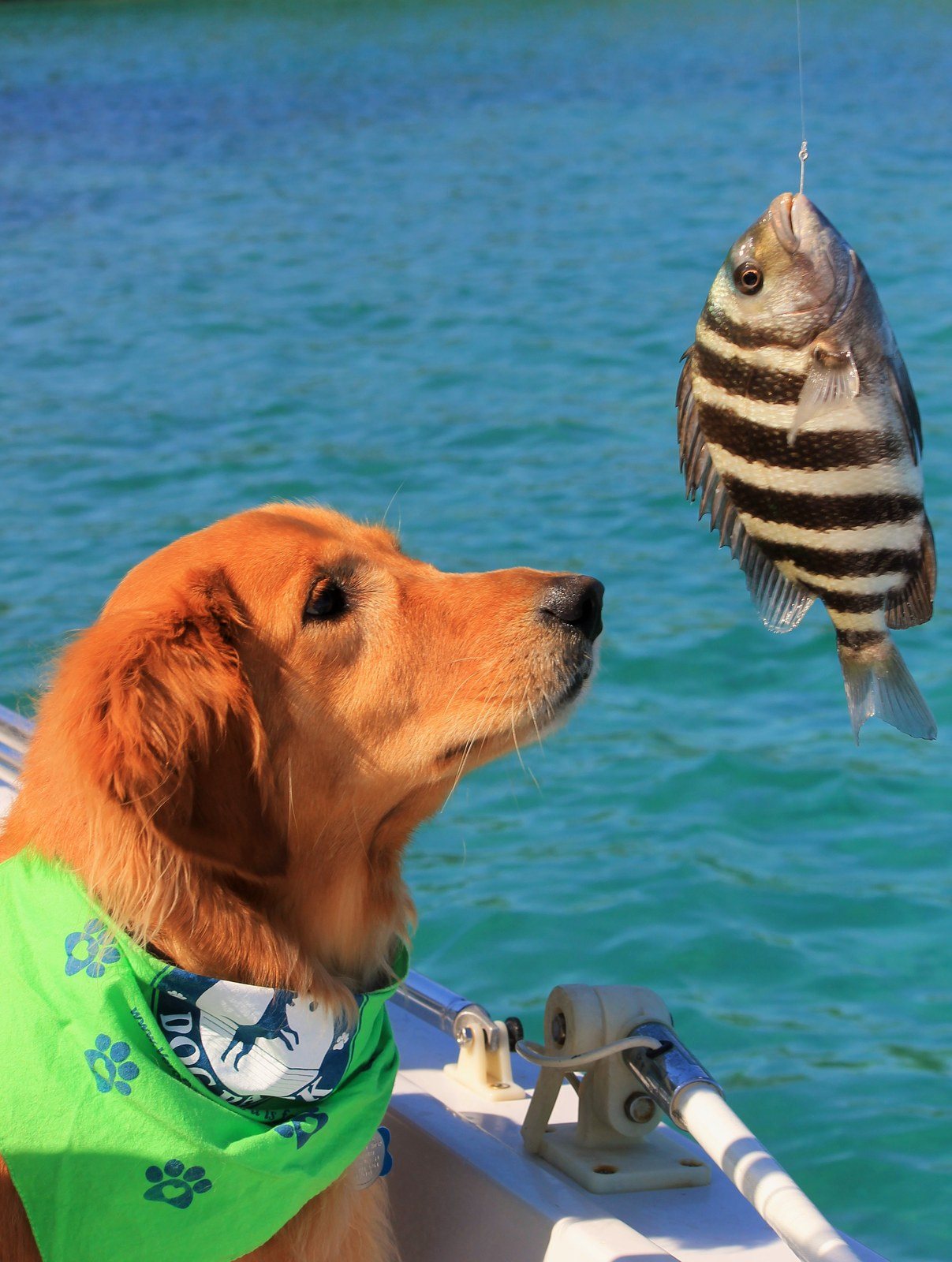 Ms. Murphy And The Sheepshead