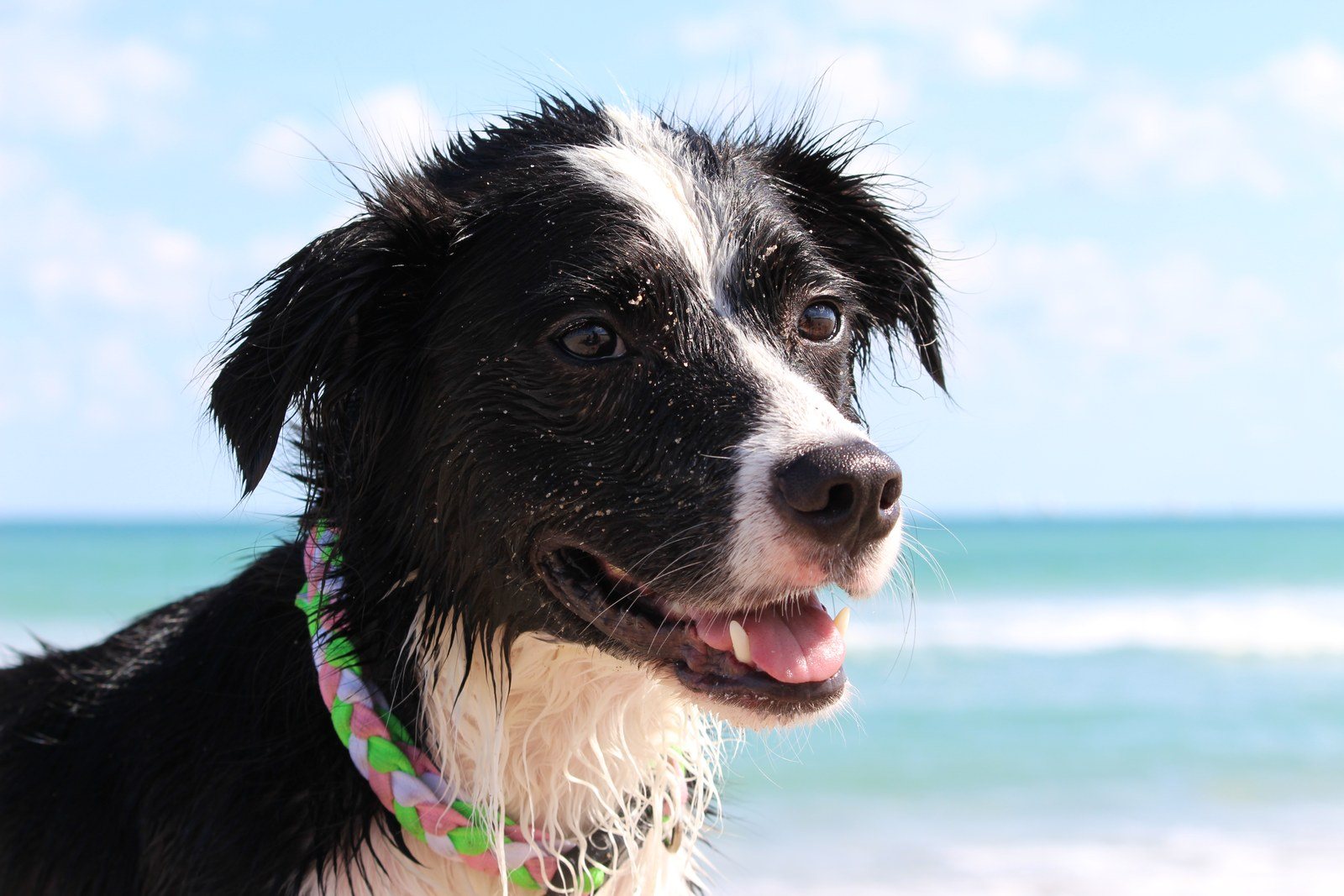 Beach Daze