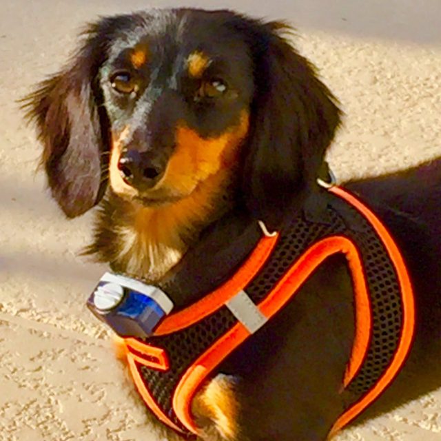 A Queen Among Dachshunds