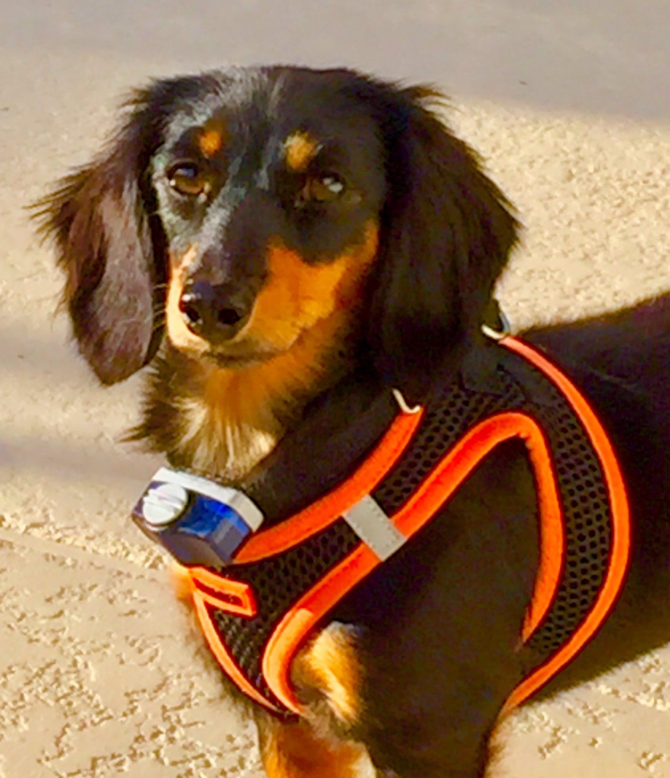 A Queen Among Dachshunds