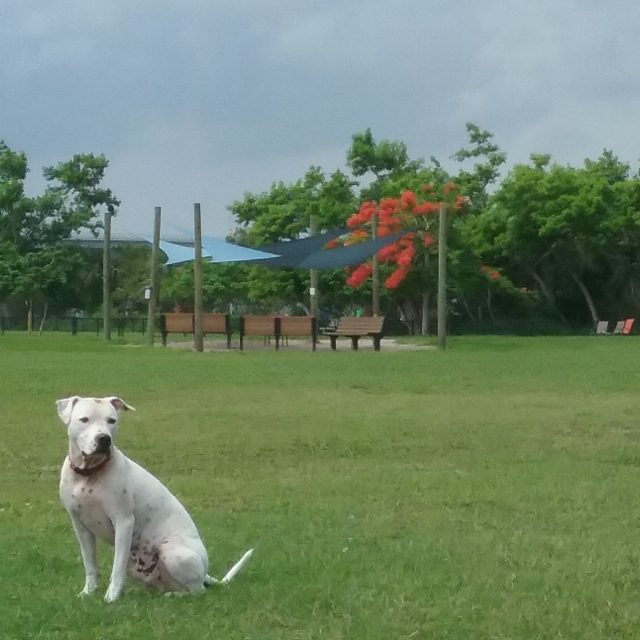 Love The Dog Park
