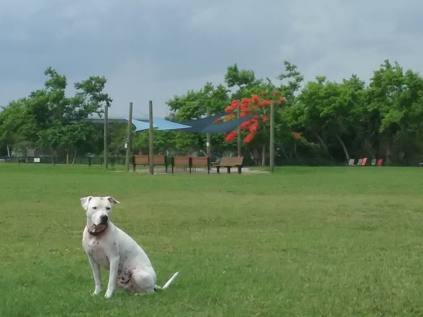 Love The Dog Park