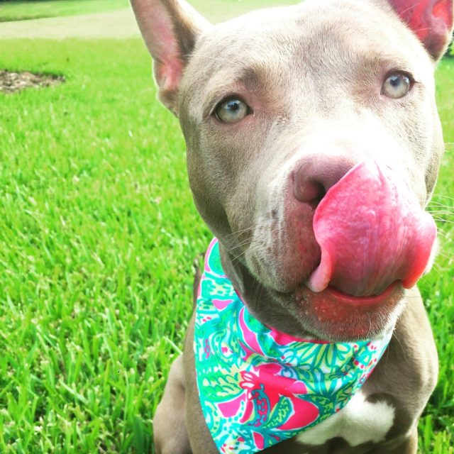 Ms Dixie Loves Summer Time