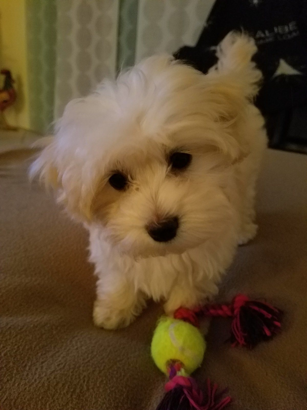 Play With Me? Please?