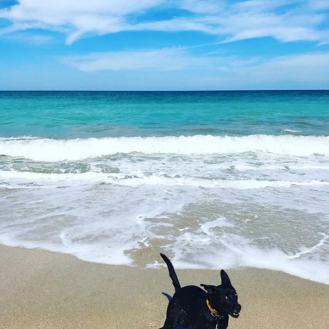 If You Ever Wondered What The Happiest Dog In The World Looked Like ^