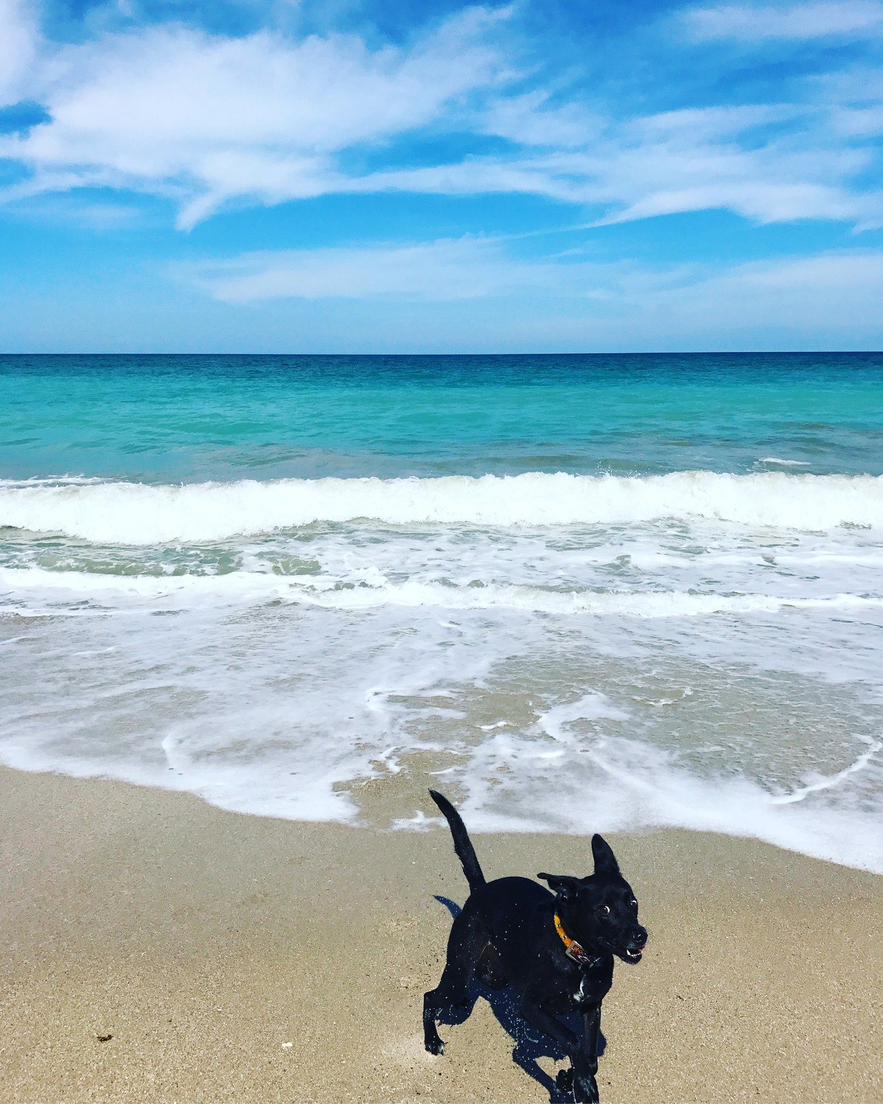 If You Ever Wondered What The Happiest Dog In The World Looked Like ^