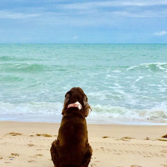 Contemplative Dog