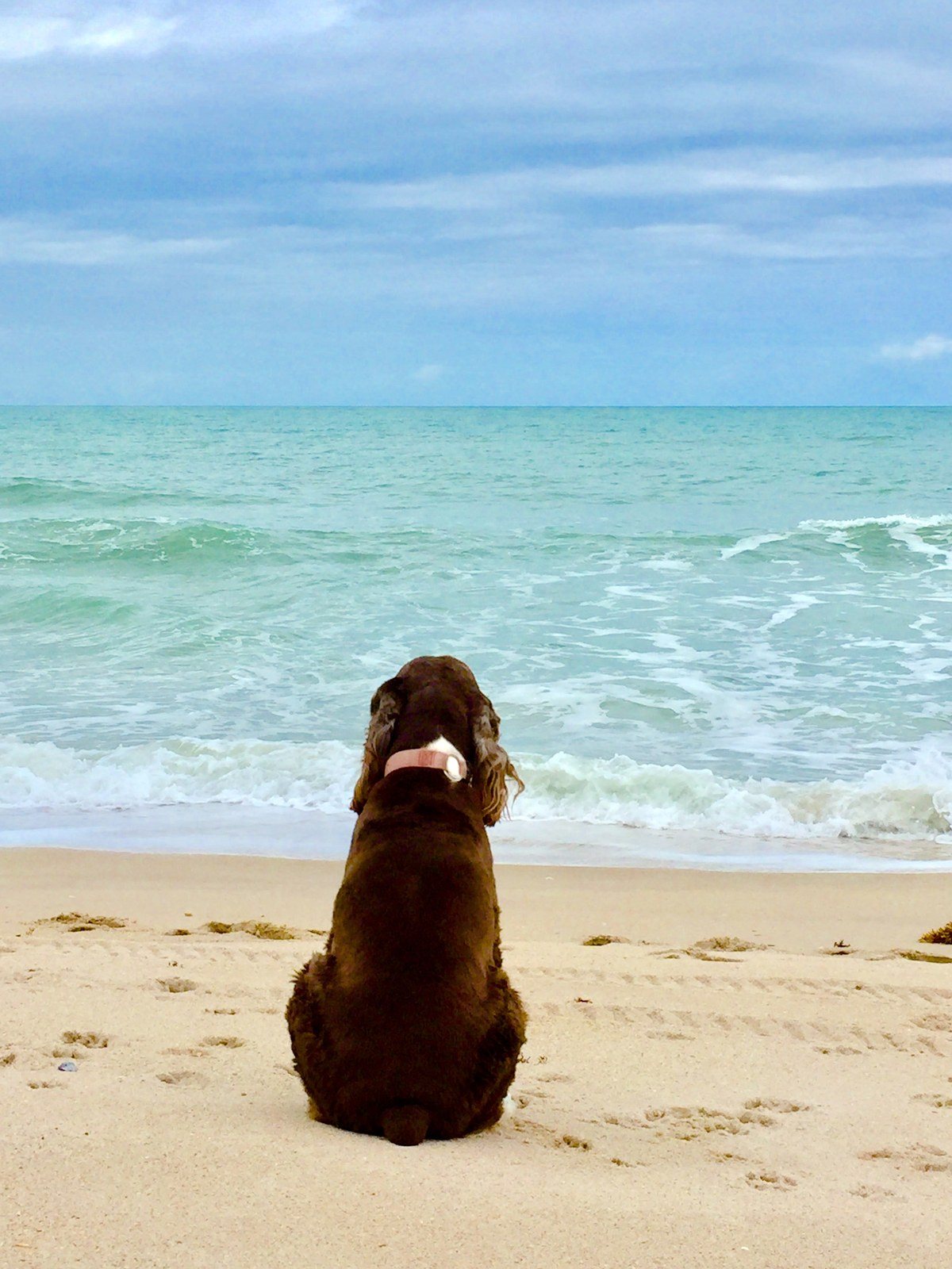 Contemplative Dog