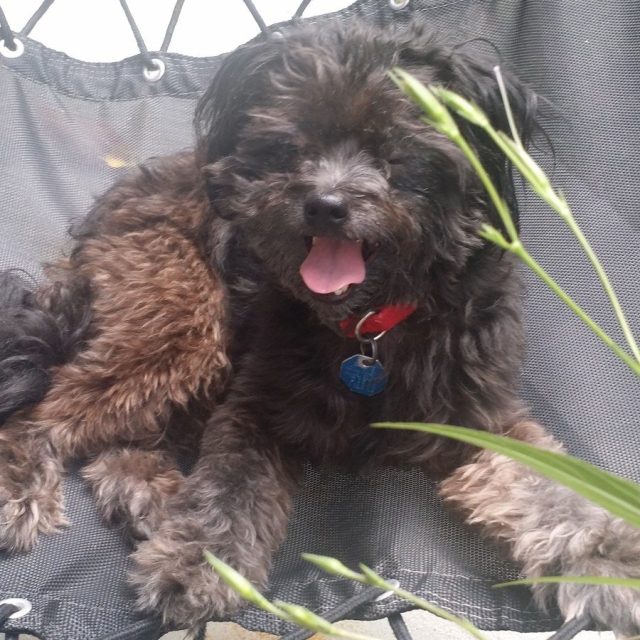 Doggy Hammock