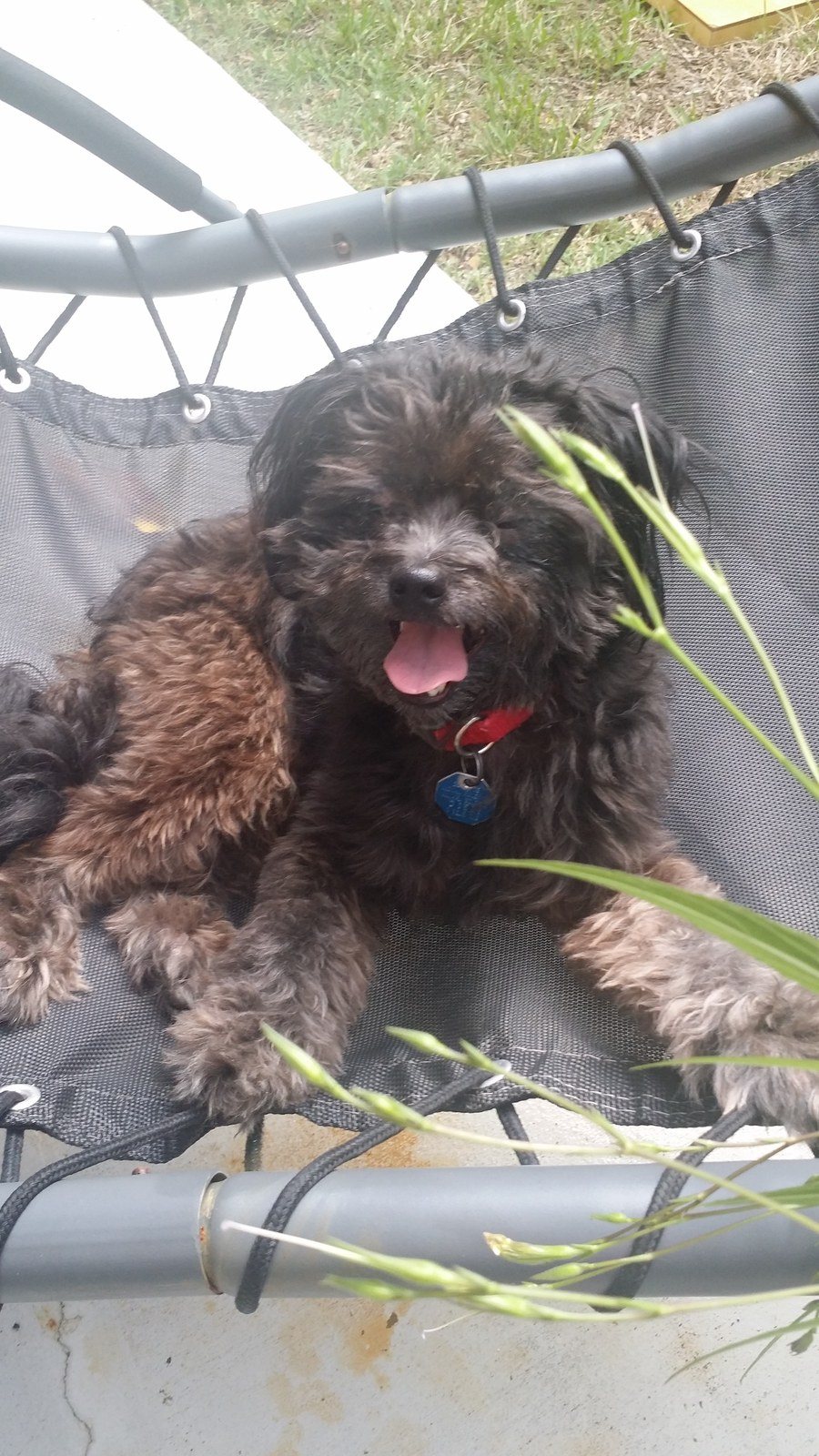 Doggy Hammock