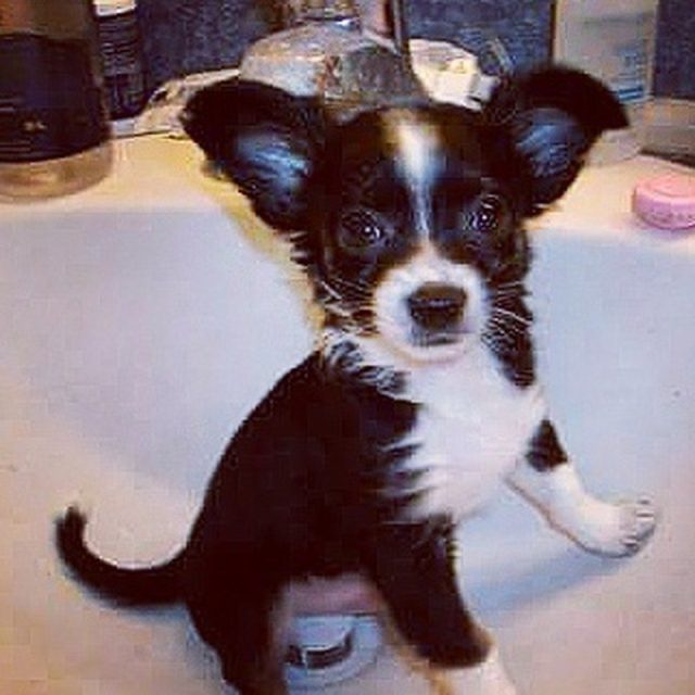 My Baby, Bo At 8 Weeks, In The Sink. :)