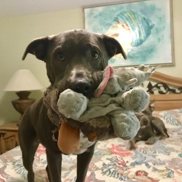 2 Squeaky Toys One Mouth