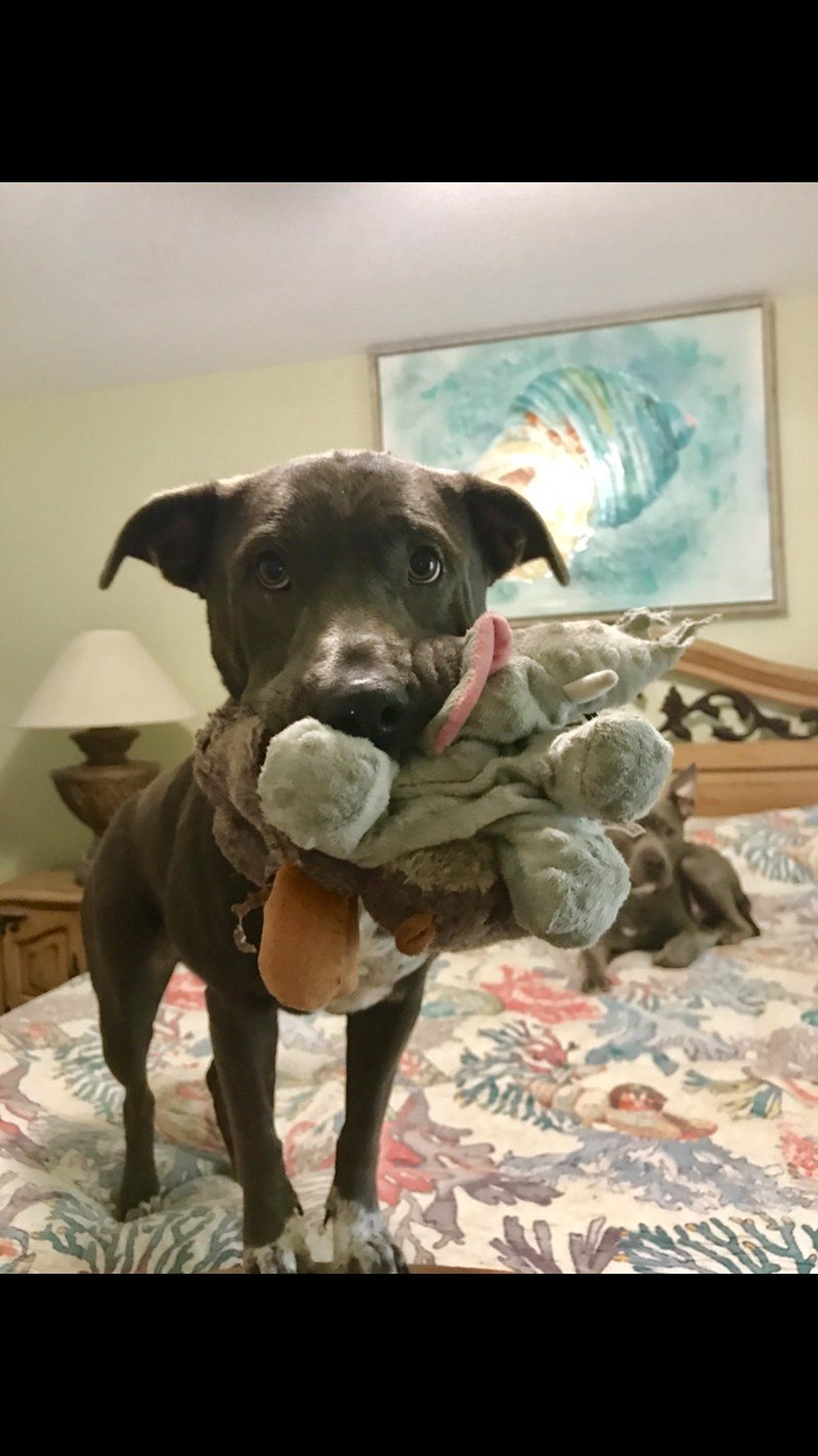 2 Squeaky Toys One Mouth