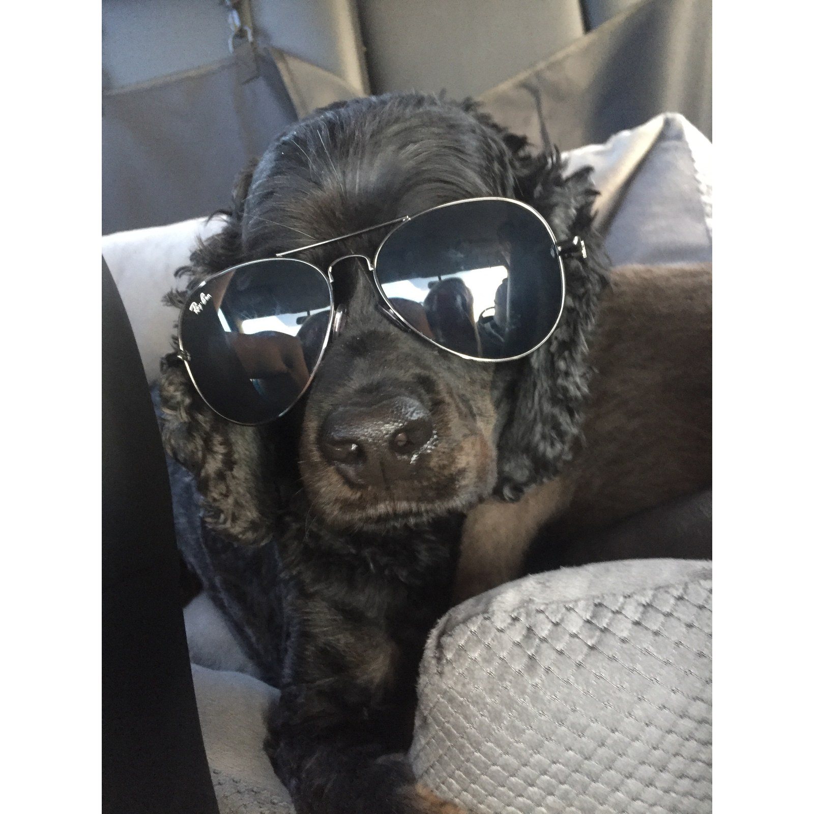 Chewbacca The Road Trip Warrior