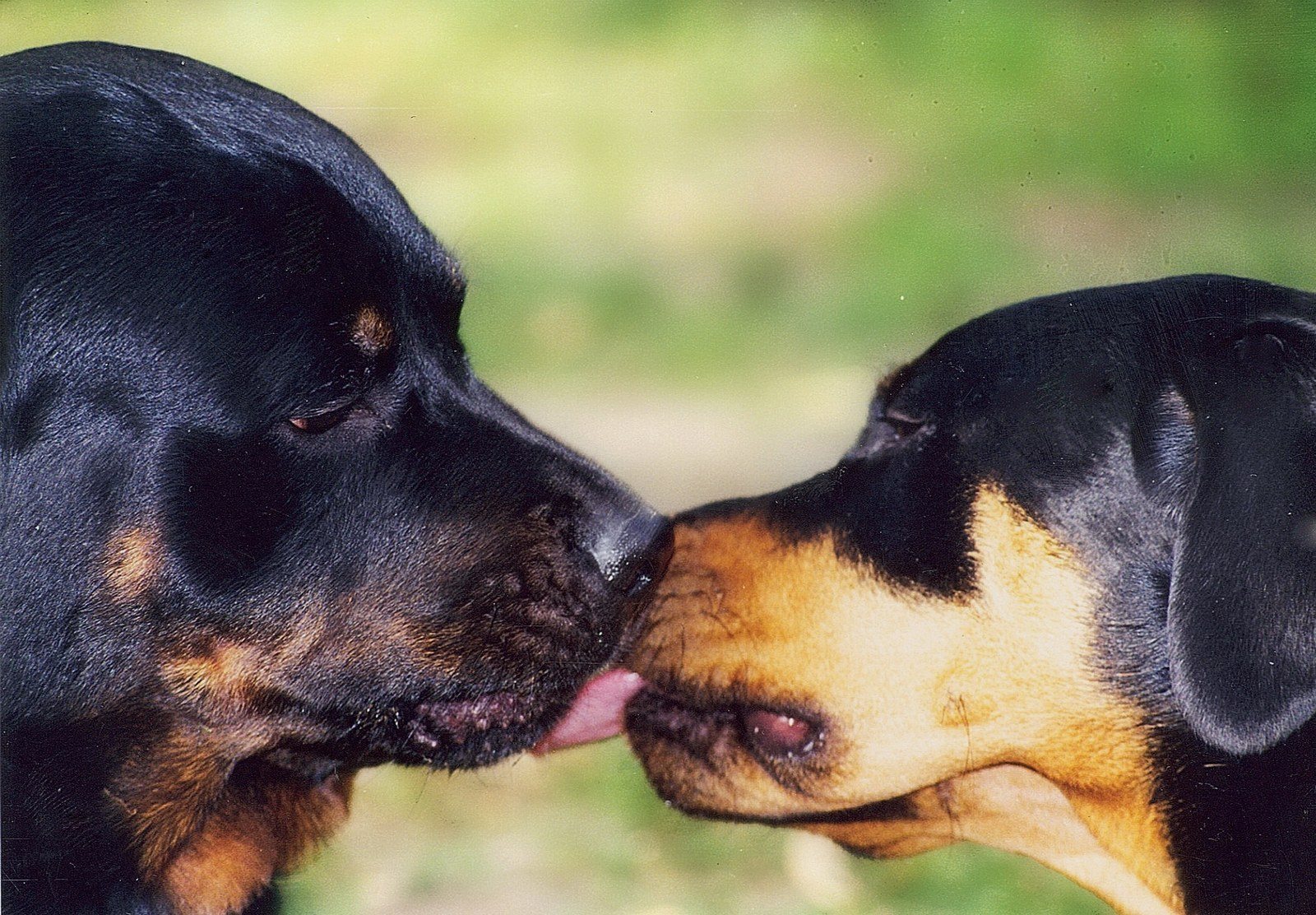 And They Call It Puppy Love!