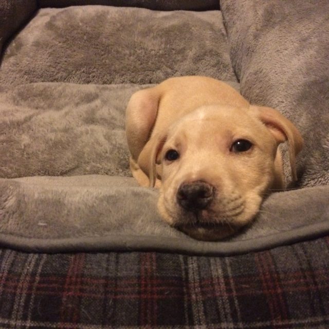 Sweet Nala.