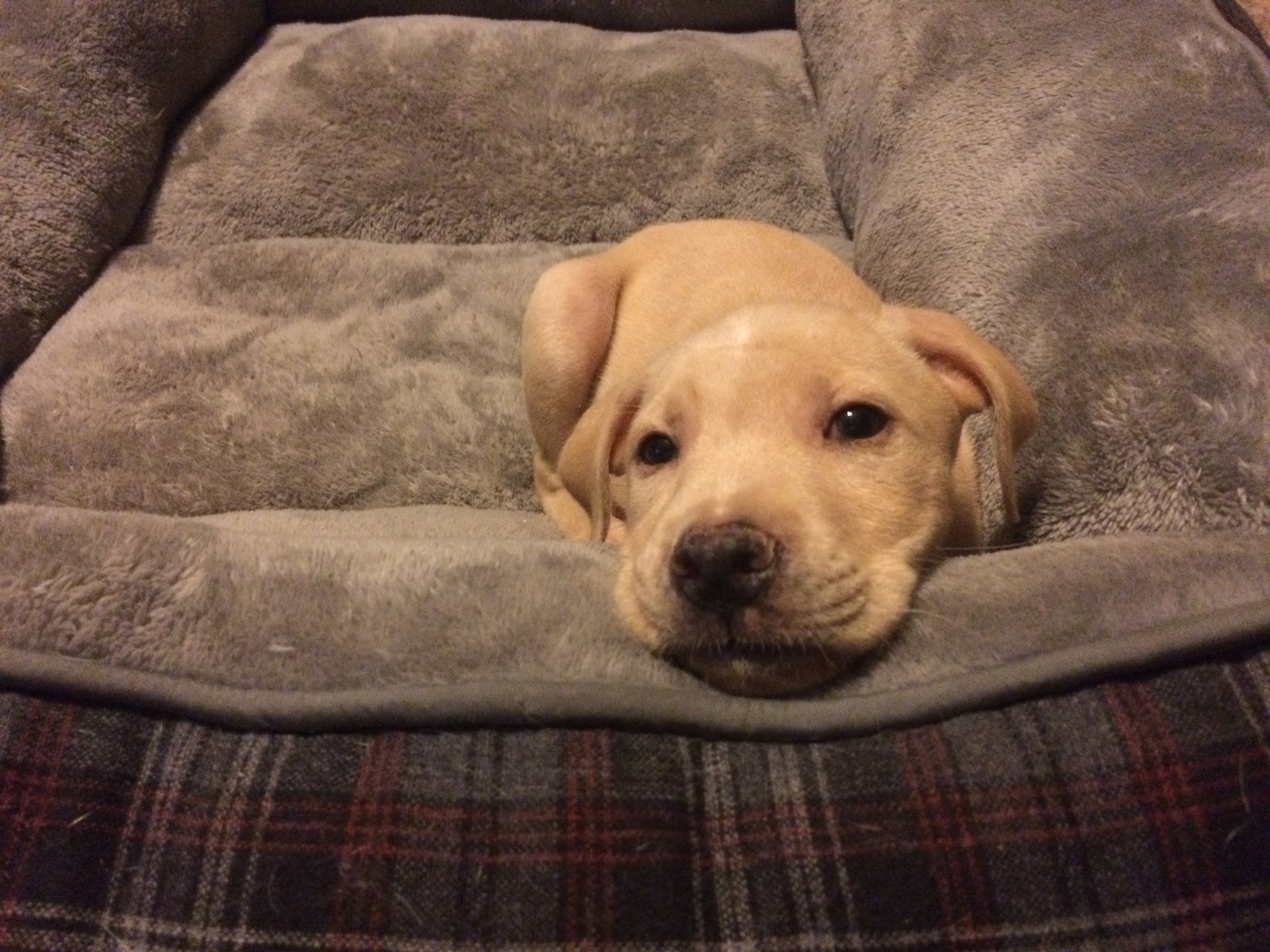 Sweet Nala.