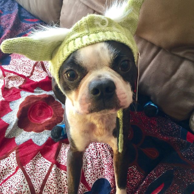 Cuteness I Am