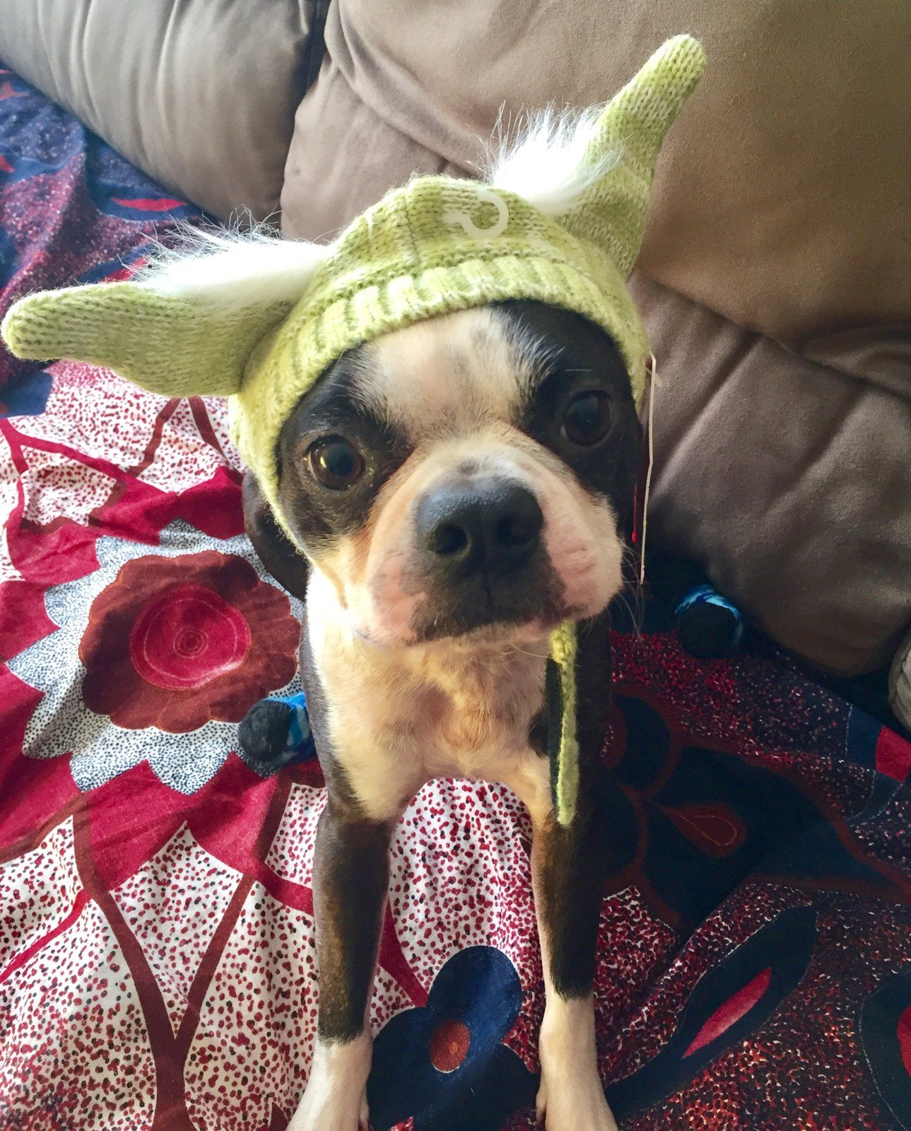 Cuteness I Am