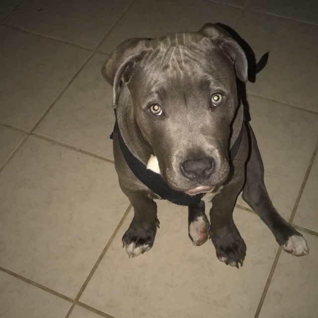 Tookie