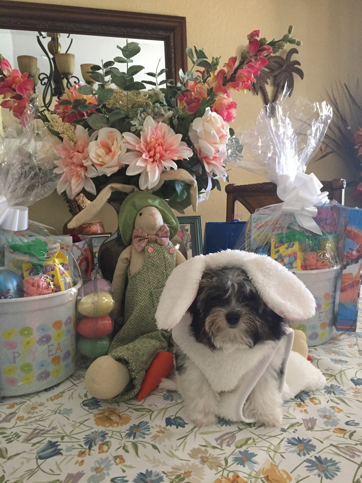 Kujo Bunny