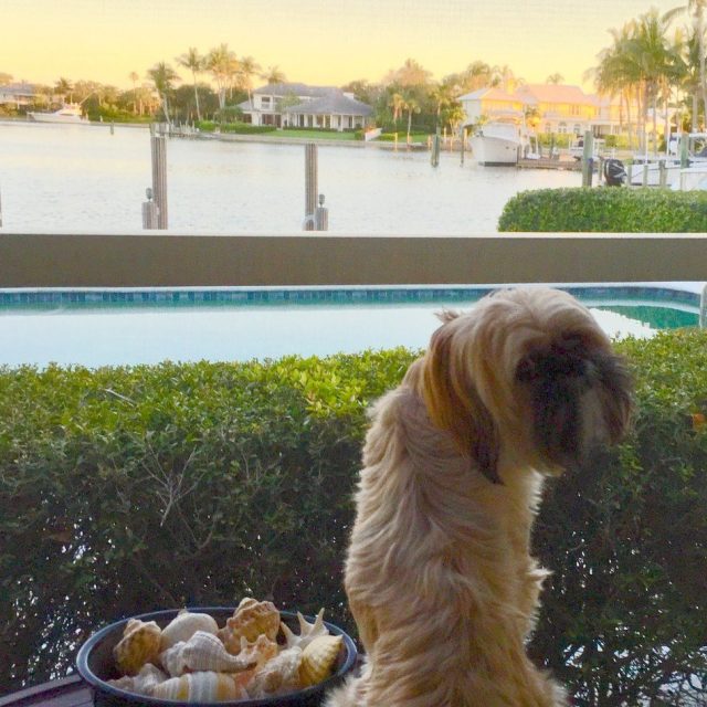 A Dog And Her Shells