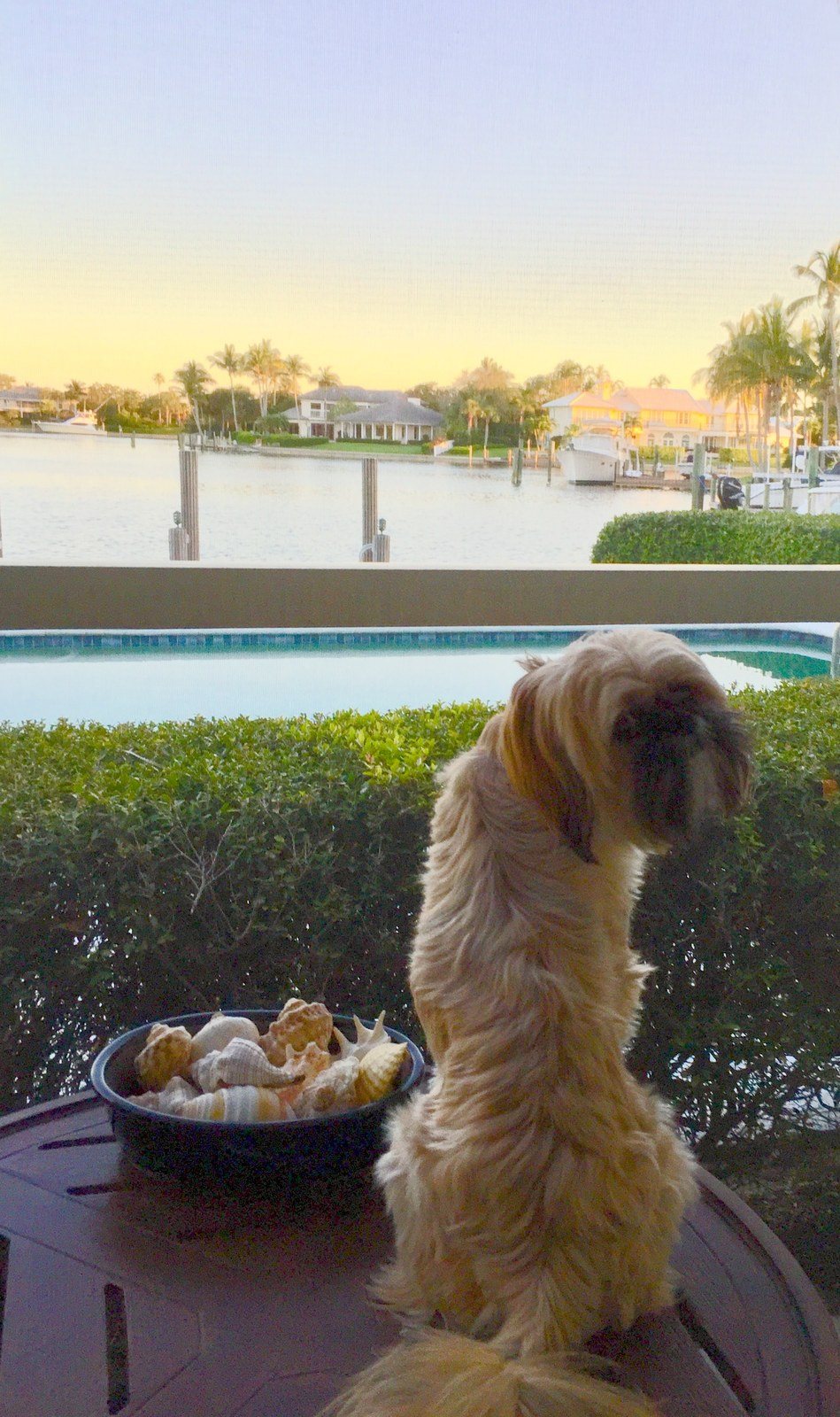 A Dog And Her Shells
