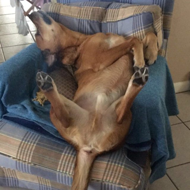 It's A Dogs Life, The Best Life