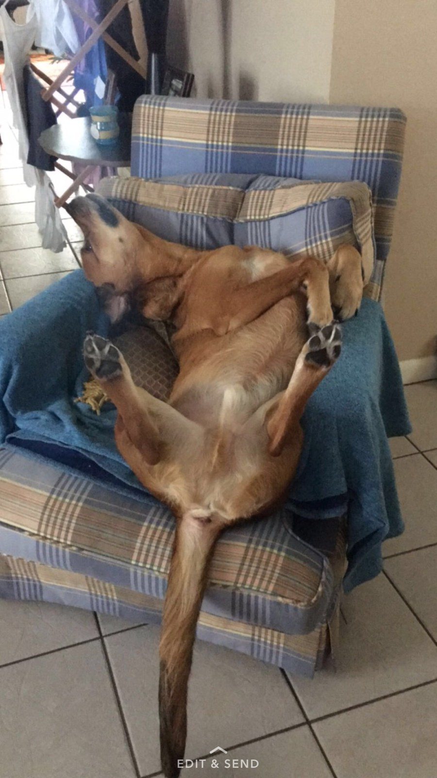 It's A Dogs Life, The Best Life
