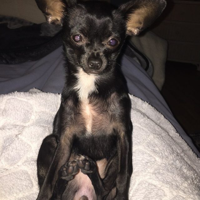 Rub My Belly Please