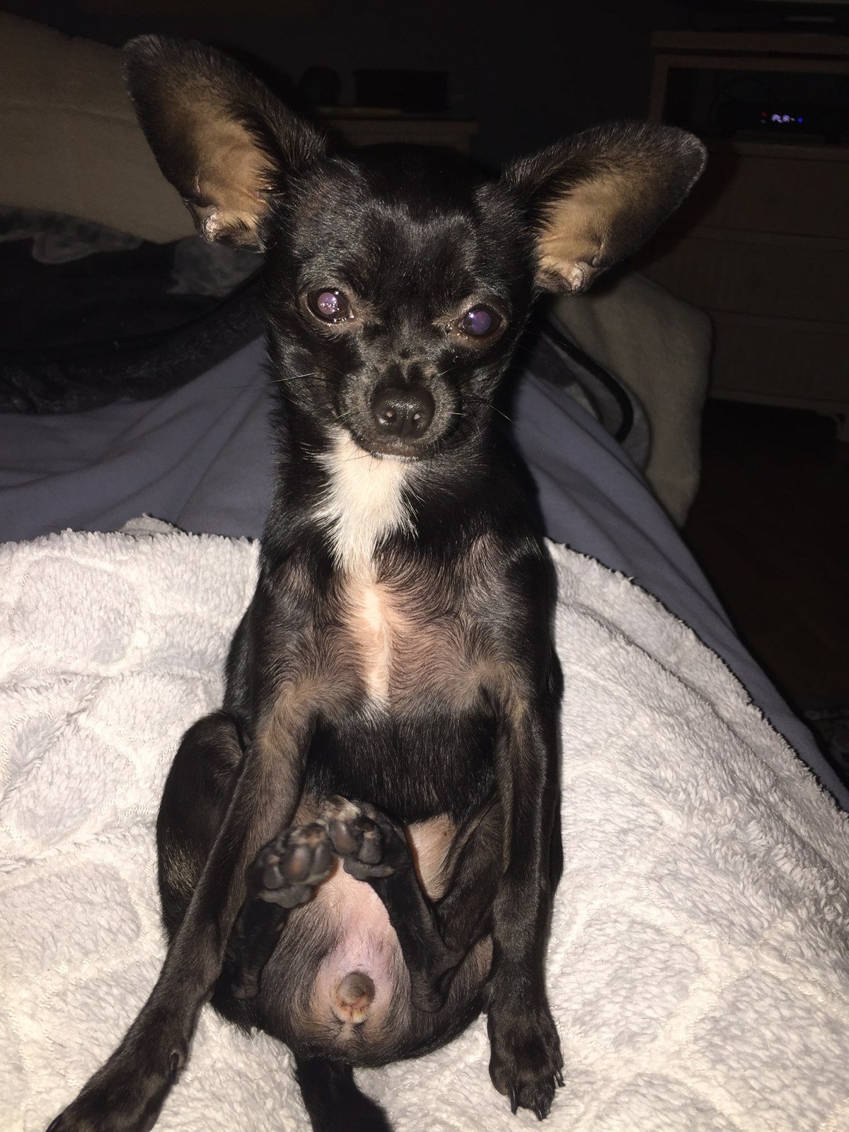 Rub My Belly Please